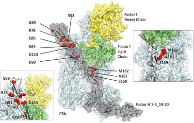 Functional Characterization of Rare Genetic Variants in the N-Terminus of Complement Factor H in aHUS, C3G, and AMD